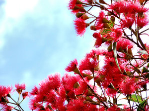 red gum tree buds & blossoms: Australian eucalypts - gum trees - flowers and seed pods