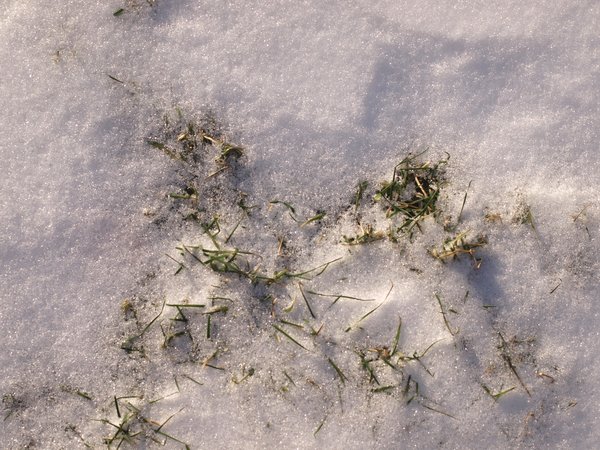 Grass and snow