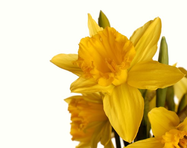 A bunch of daffodils