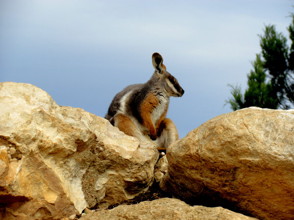 yellow-footed rock wallaby1
