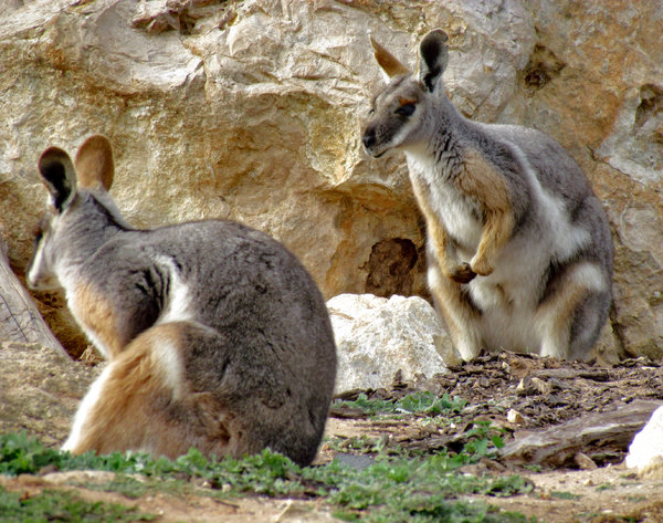 yellow-footed rock wallaby9