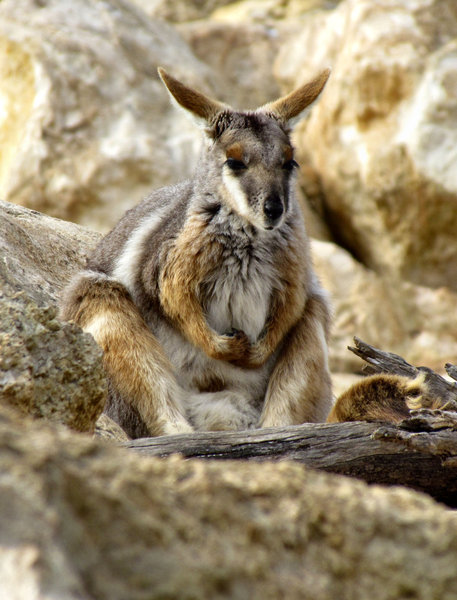 yellow-footed rock wallaby6
