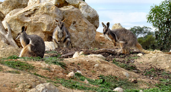 yellow-footed rock wallaby5