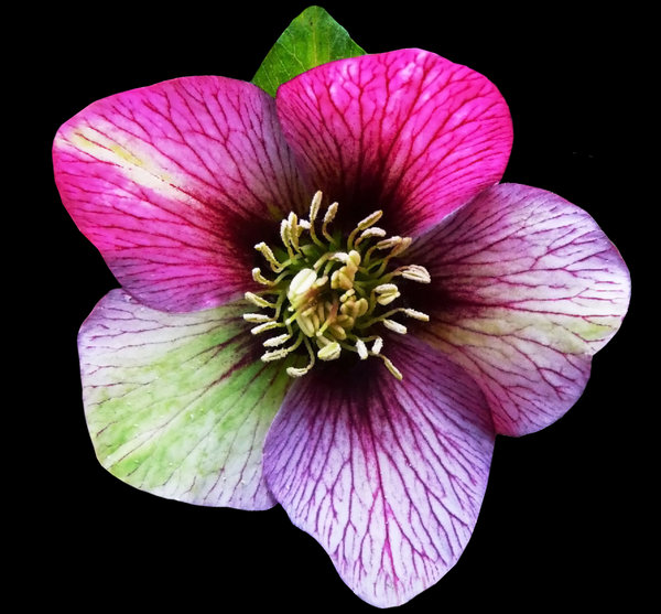 Hellebores in the pink