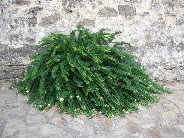 plant on wall