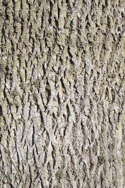Ash tree bark