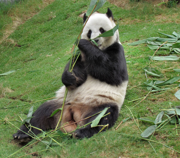 panda snack time1
