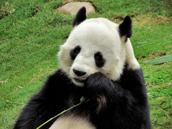 panda snack time3: giant panda snacking on bamboo