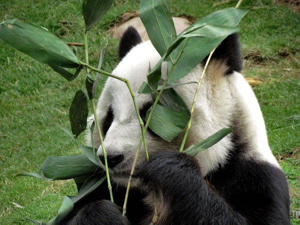panda snack time5