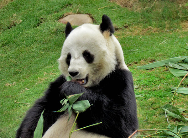 panda snack time8