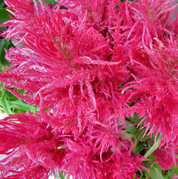 pink feathery flowers