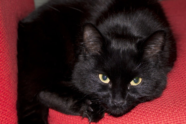 Fierce black cat