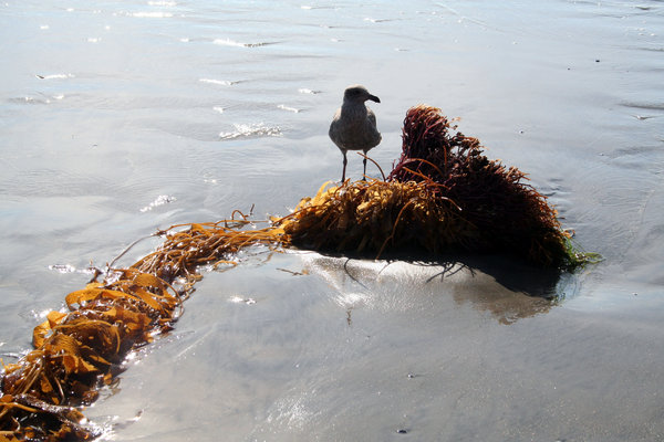 Seabird Standing on Seaweed