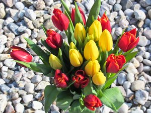 bunch of tulips
