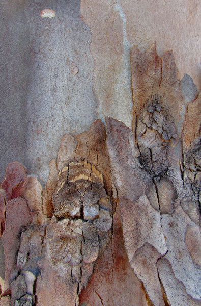 peeling bark textures7