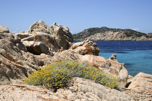 Coastal rock plants