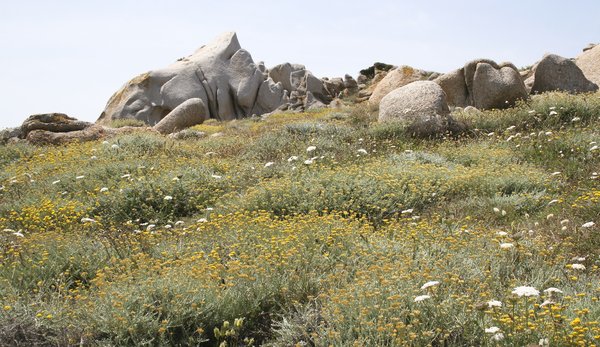 Flowers and boulders