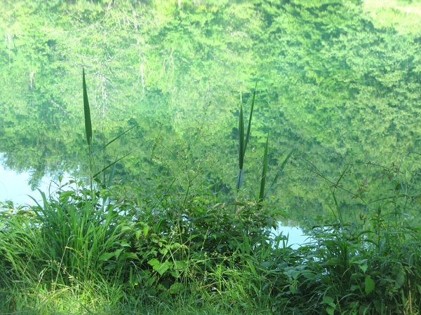 green reflection: none