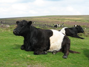 Cattle on Dartmoor: Cattle, Dartmoor National Park, Devon, England