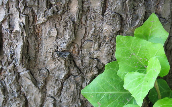 Bark and Leaves