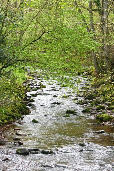 Mossy river in spring