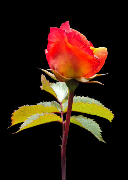Sun Red Rose on black | Free stock photos - Rgbstock - Free stock ...