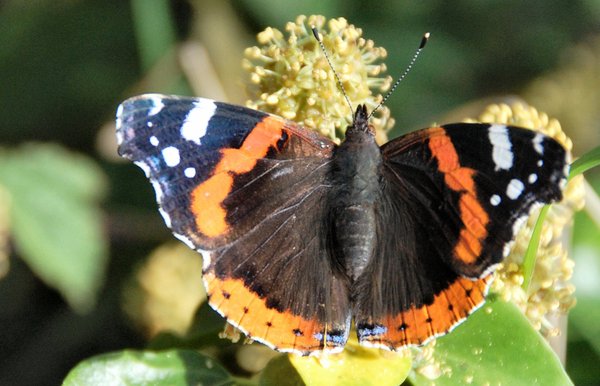 Red admiral 1