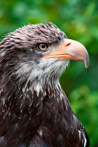 perfil de águila