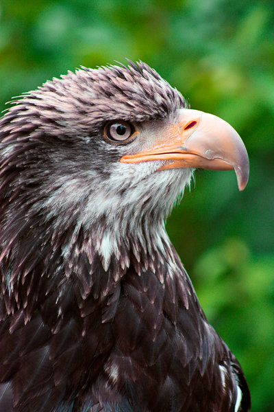 perfil de águila: 