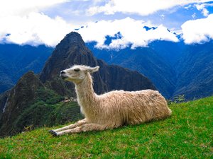 Machu Picchu Lama: 