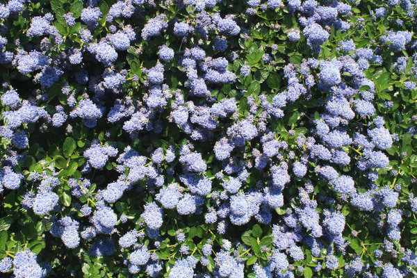 Blue Flowering Bush