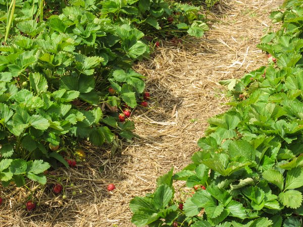 ripe organic strawberries