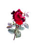 Rood, Red Rose