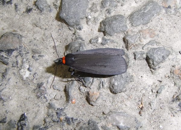 Red-necked Footman moth