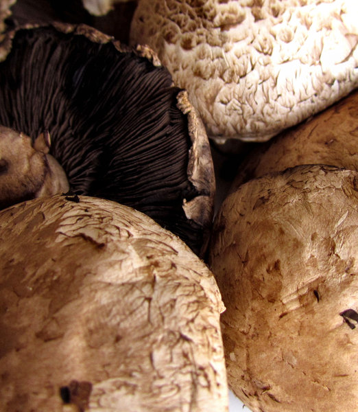 mushroom textures3