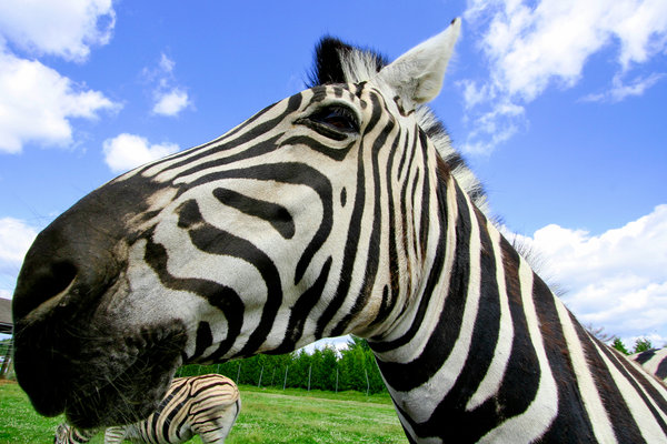 Wide-Angle Zebra