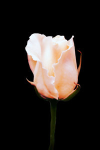 Blushing Rose: 