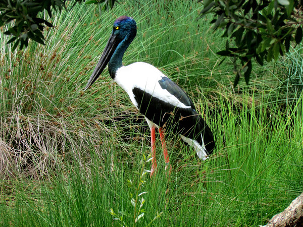 black-necked stork1