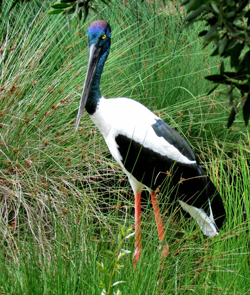 black-necked stork3