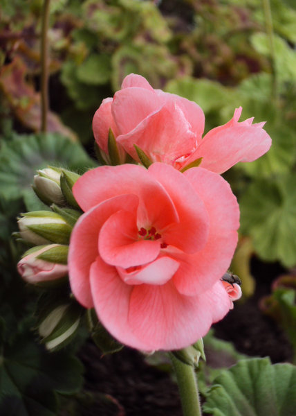 Pink geranium: Geranium beginning to flower