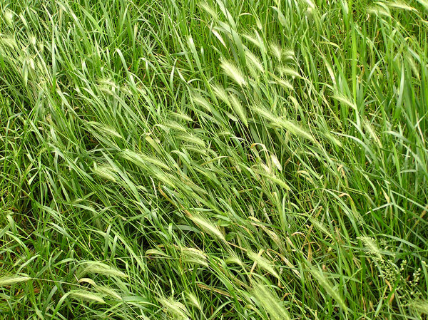 Rye in the grass