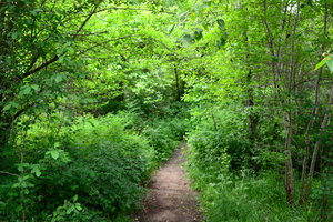 Mountain Forest Path: Mountain Forest Path
