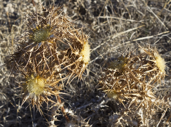 Dry spiny thistles