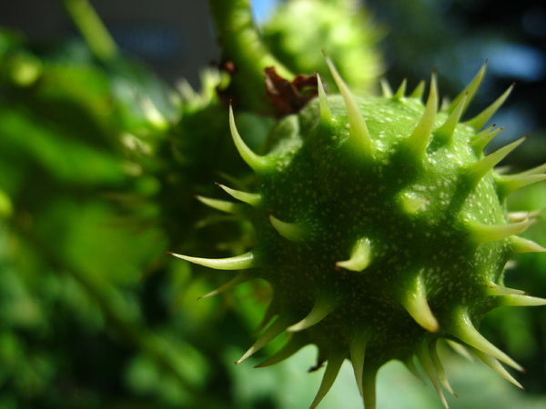 hairy conkers (1)