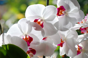 orchideeën