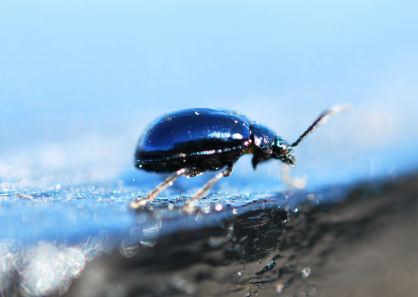 Blue Metallic Bug