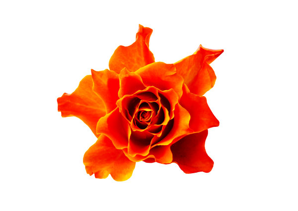 Vibrant Rose: Rose with an attractive shape