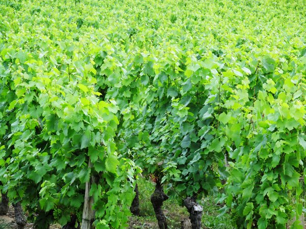 vineyard in Burgundie: none