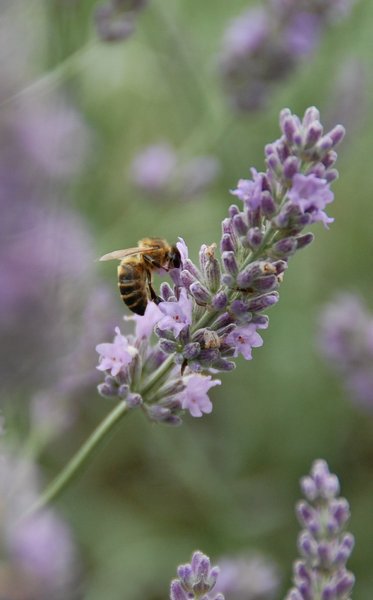 Wasp on lavender