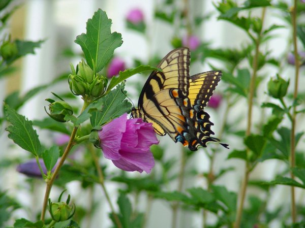 Flutter Delight: Eastern Tiger Swallowtail - Papilio glaucus makes a delightful companion to the Rose of Sharon flower bush in the garden. Mid Summer - eatern United States